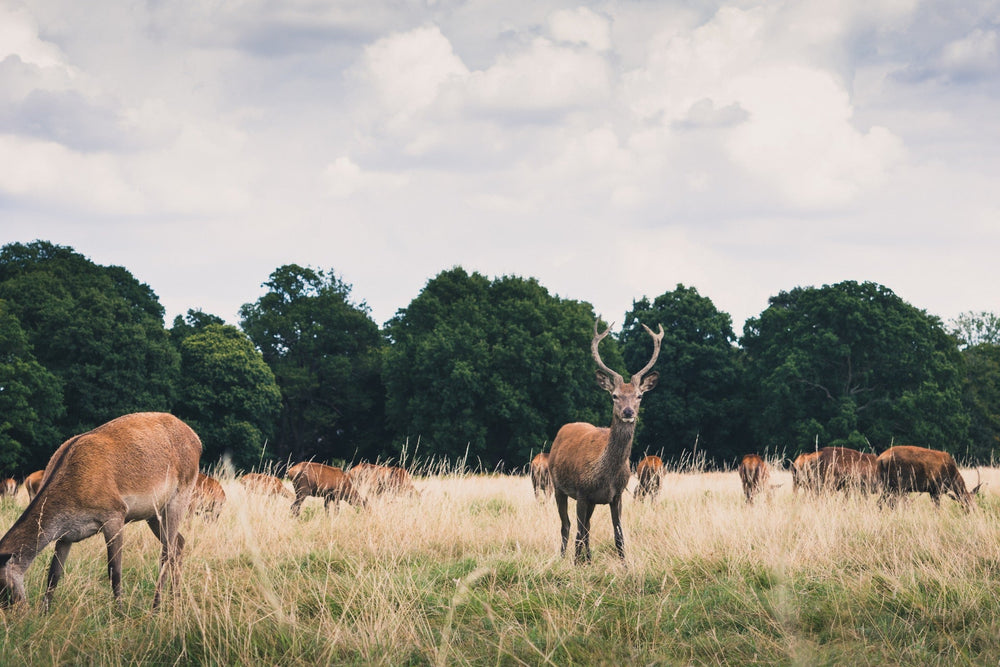 Autumnal Oasis: Exploring London's Parks & Gardens via Bike